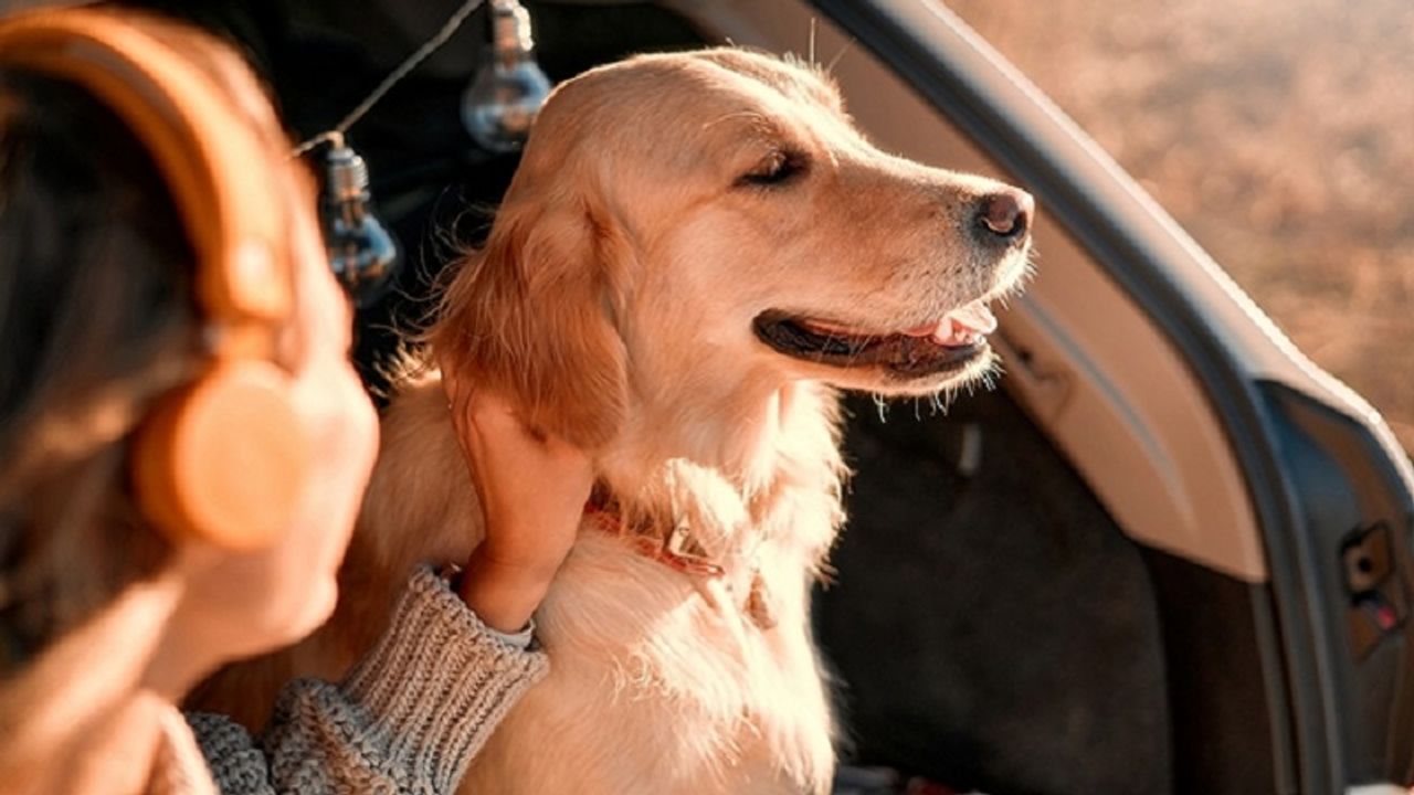 Köpek sahipleri bu kurala dikkat: Hayati önem taşıyor