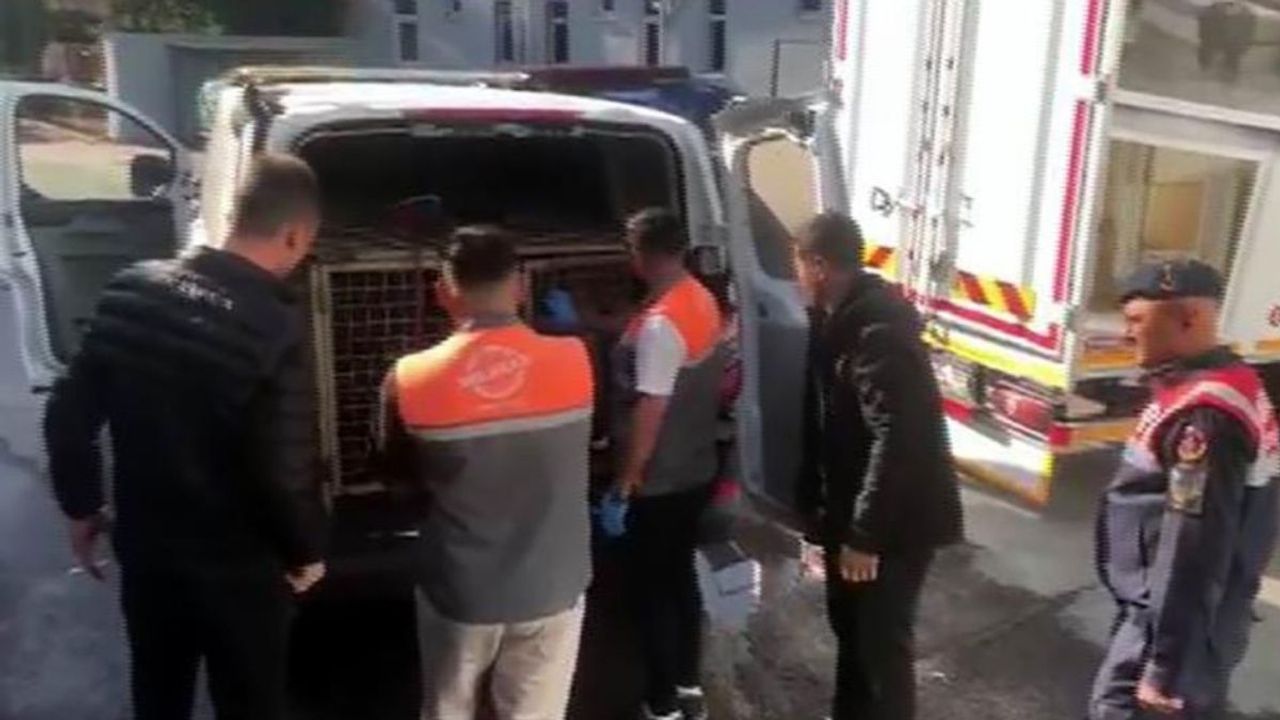 Köpek dövüşü rezaleti Kayseri’de ortaya çıktı: 13 kişi suçüstü yakalandı!