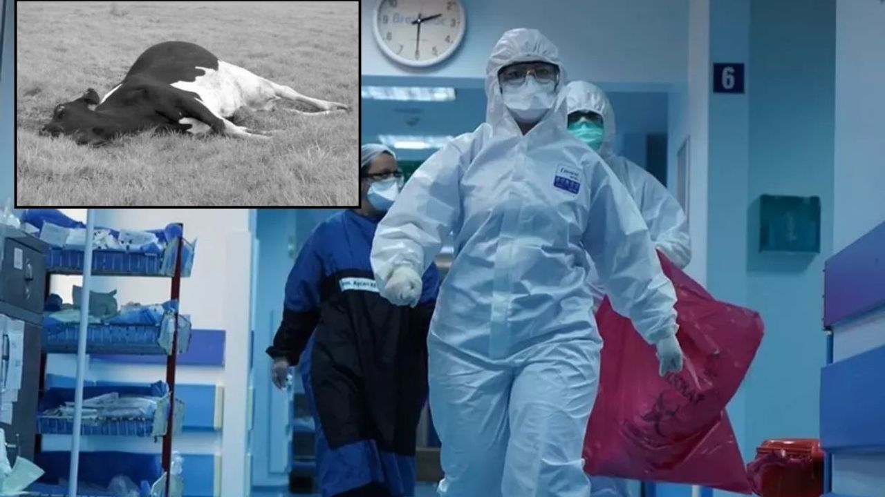 Yüzlerce kişiyi öldüren kabus geri döndü! Deli Dana vakası Türkiye'de ortaya çıktı