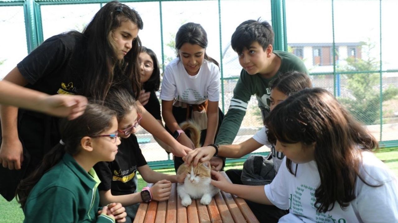 Küçük Dostlar Kedi Kasabası Kocasinan’da: Sokak hayvanları için büyük sürpriz!