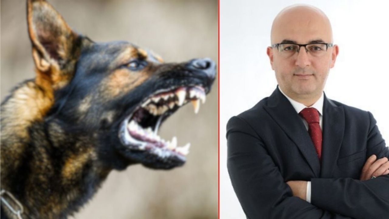 Kuduz can aldı! Kayserili siyasetçiden sokak köpeklerine isyan