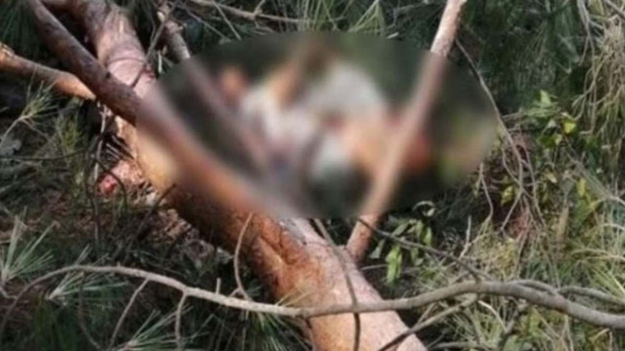 Niğde Kılan Köyü’nde korkunç olay: Ağaç 61 yaşındaki kadının üzerine devrildi!