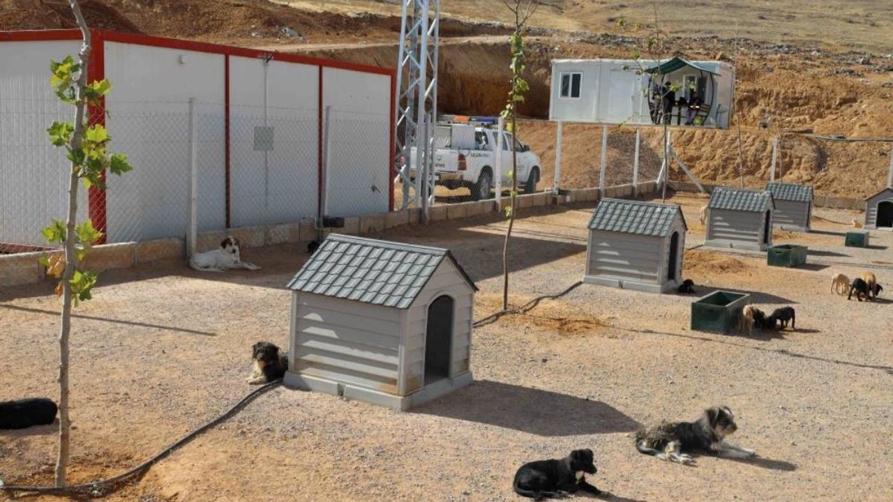 Yahyalı Belediyesi’nden sokak hayvanlarına modern yaşam alanı