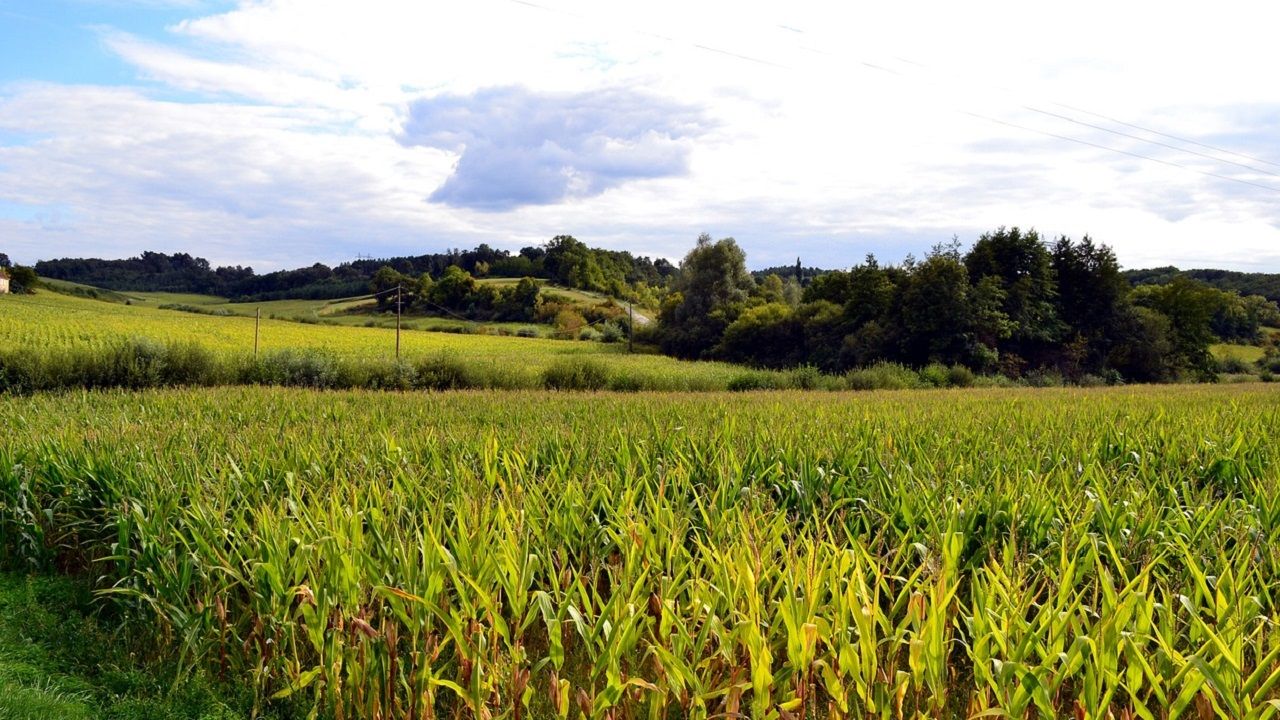 Kayseri'nin güzel yerindeki tarla devlet aracılığıyla bu nedenle ucuza satılacak