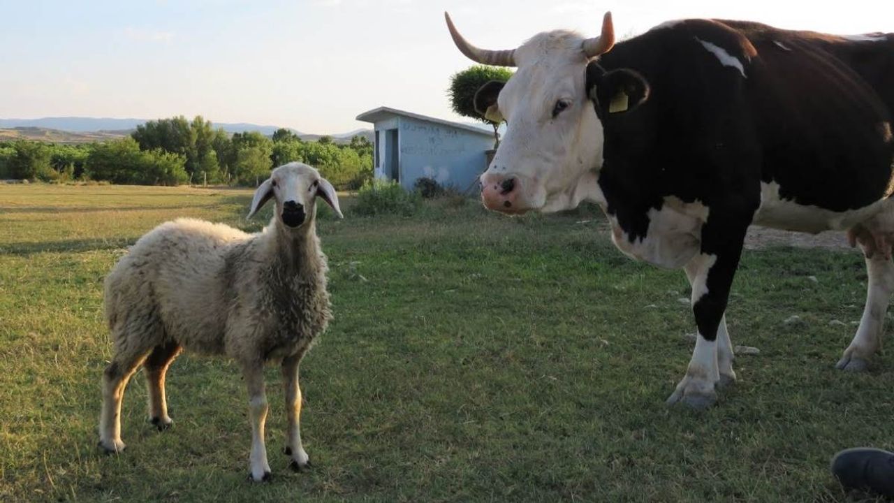 2025 hayvancılık destekleri için başvurular sürüyor: Son tarih açıklandı