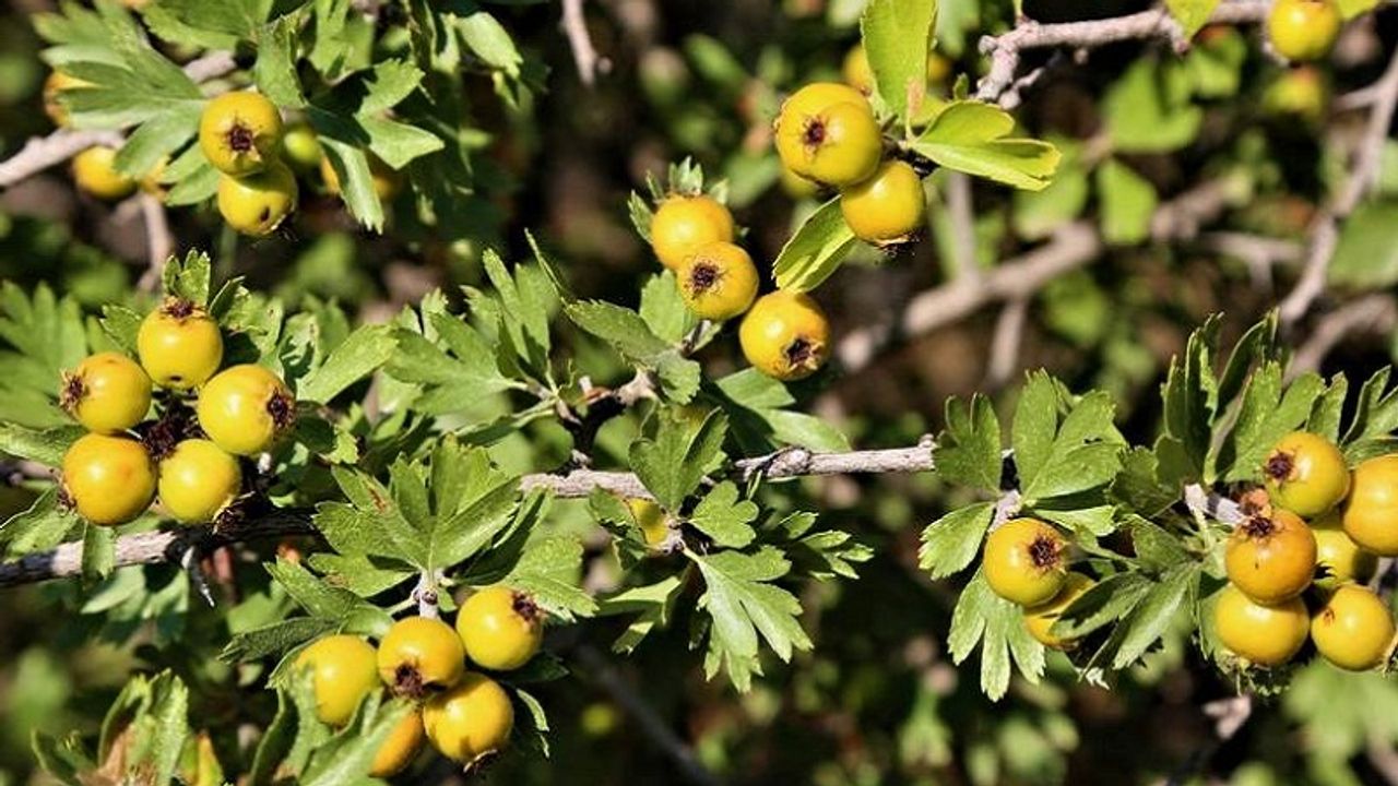 Küçük alanlarda dahi dikersiniz hemen büyüyecek üç bitki açıklandı