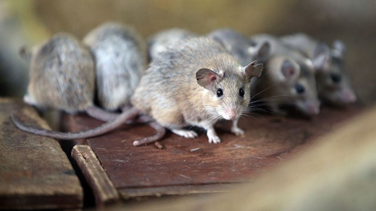 Kayseri’de fare alarmı! Uzmanlar iki kokuyu öneriyor