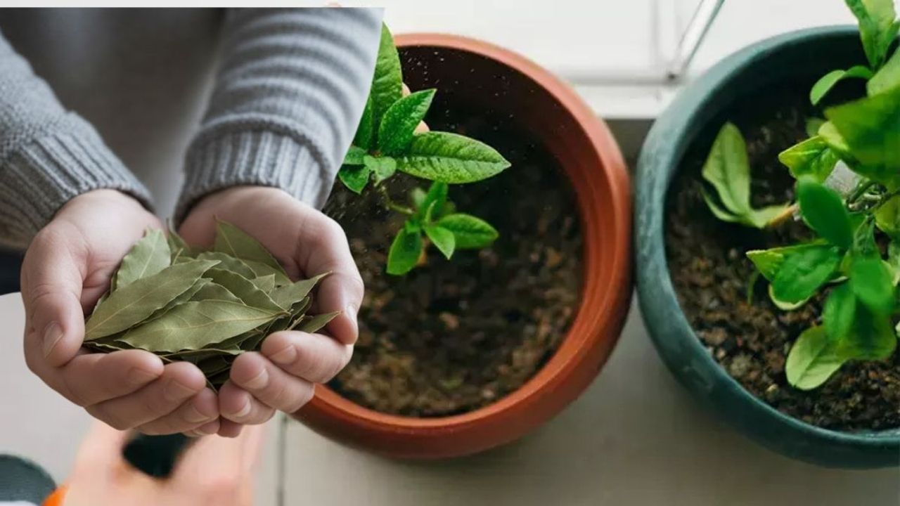 Kayseri'de bitki severlerin en büyük sırrı!