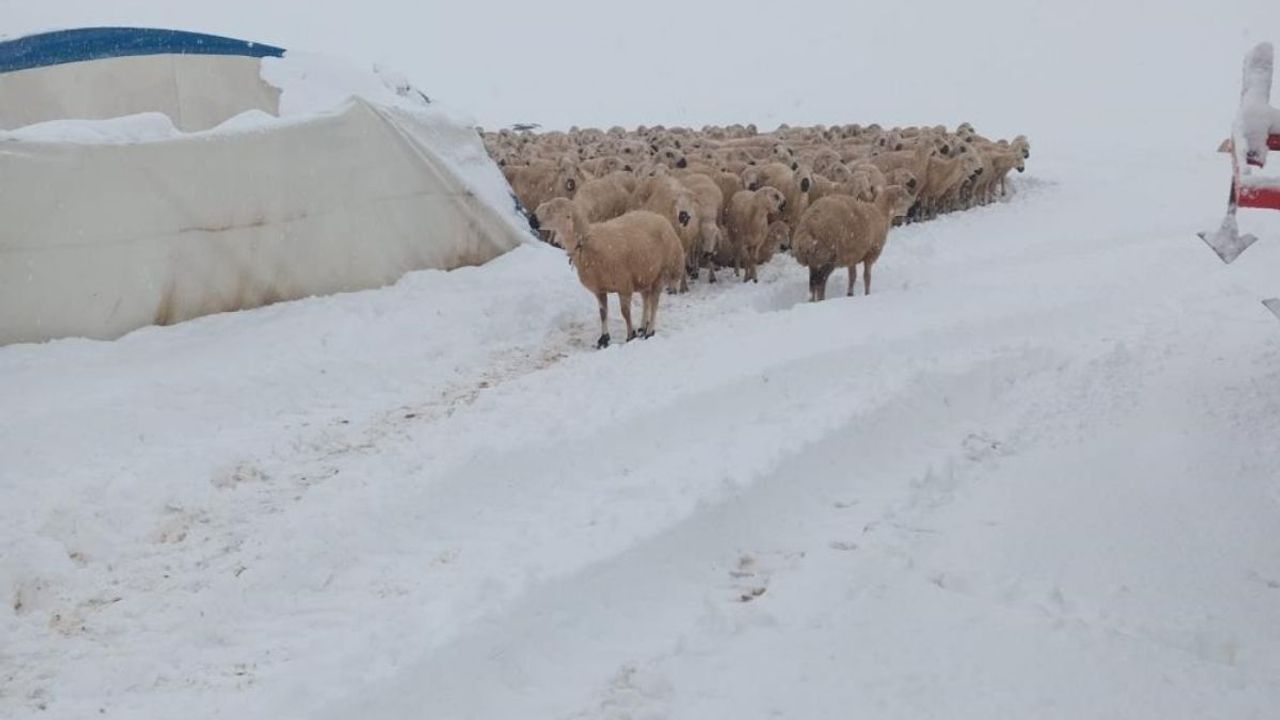 Yoğun kar yağışı sonucu çadır çöktü 8 koyun telef oldu