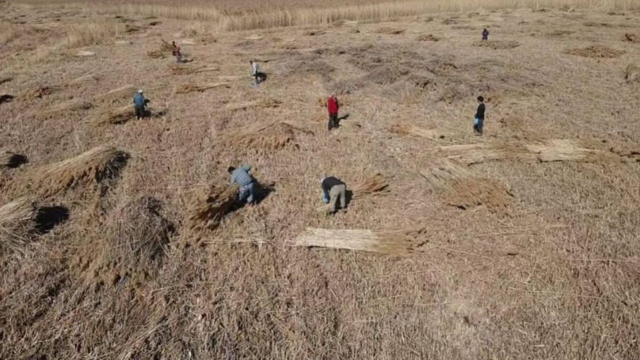 Kayseri'de küllerinden doğan servet bataklığın içinden Avrupa'ya uzanıyor!