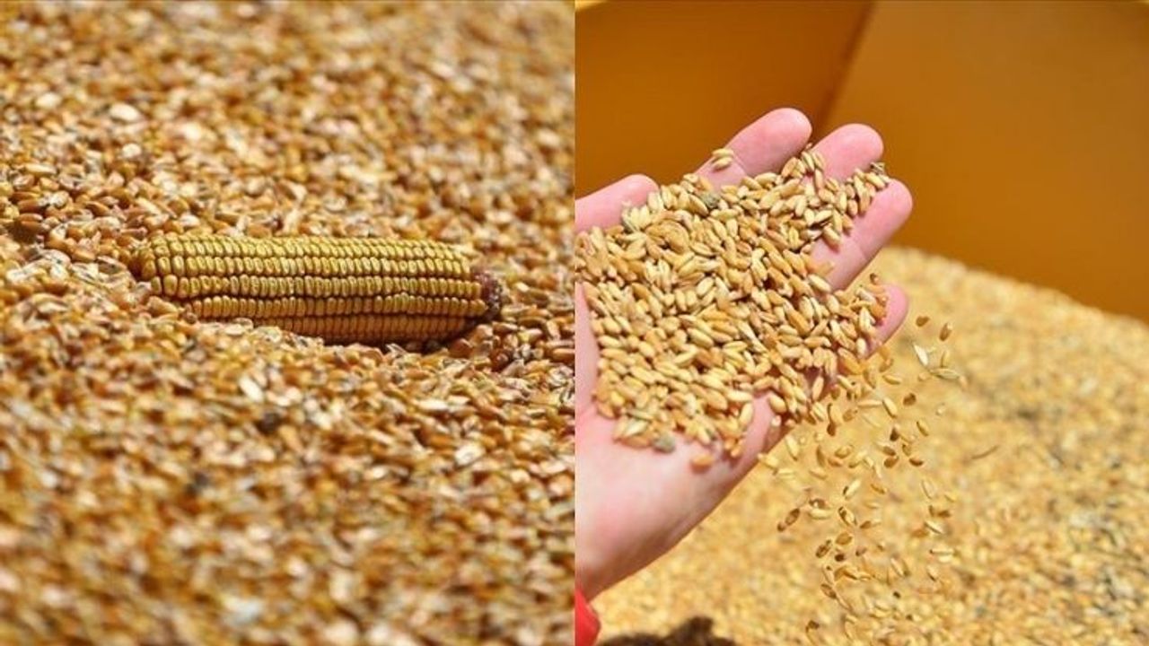 Arpa ve mısır ithalatında tarife kontenjanları belirlendi: TMO’dan açıklama!