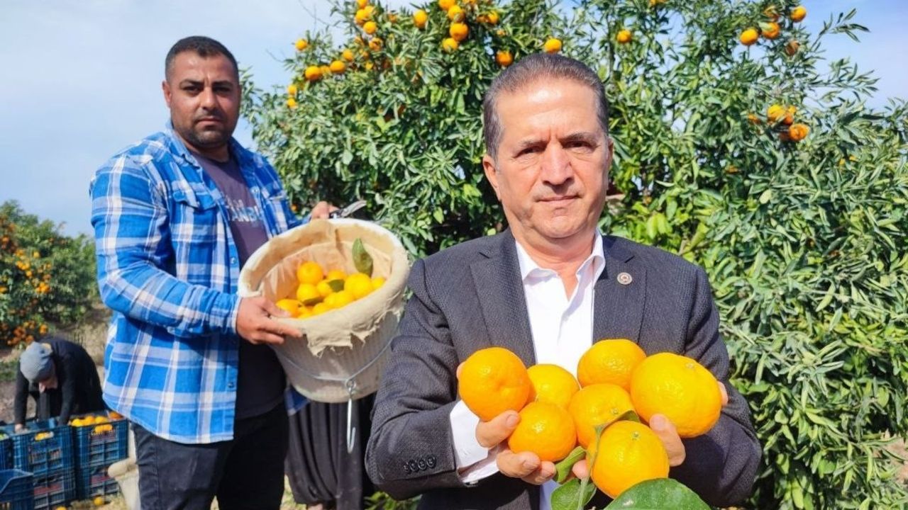 9 Günlük grev, mandalinayı dalında çürüttü! Fiyat dipte