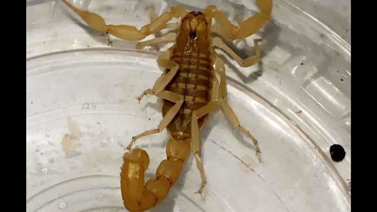 Aksaray’da Zehrinin litresi 10 Milyon Dolar olan Anadolu Sarı Akrebi yakalandı