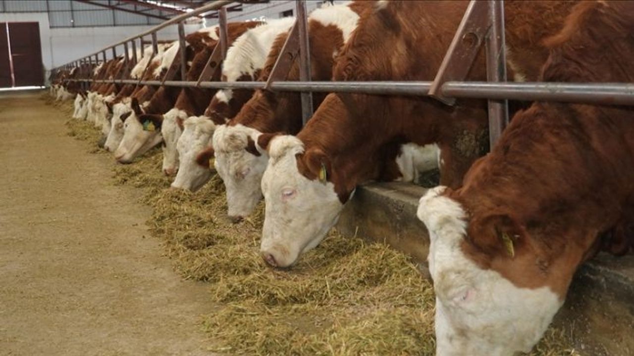 Kayseri birinci oldu! Büyükbaş ve küçükbaş hayvan sayıları açıklandı!
