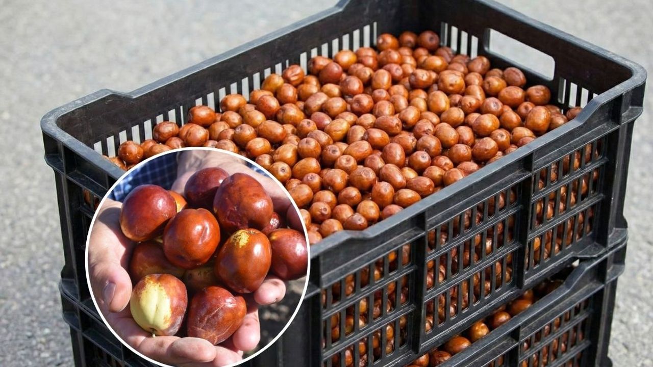 Kayseri’de sessiz sedasız yetişiyor: Bir kasesi stresi unutturuyor