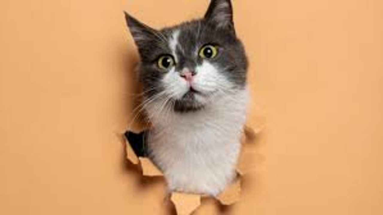 Evcil hayvan sahipleri dikkat: Bu temizlik ürünü zararlı olabilir