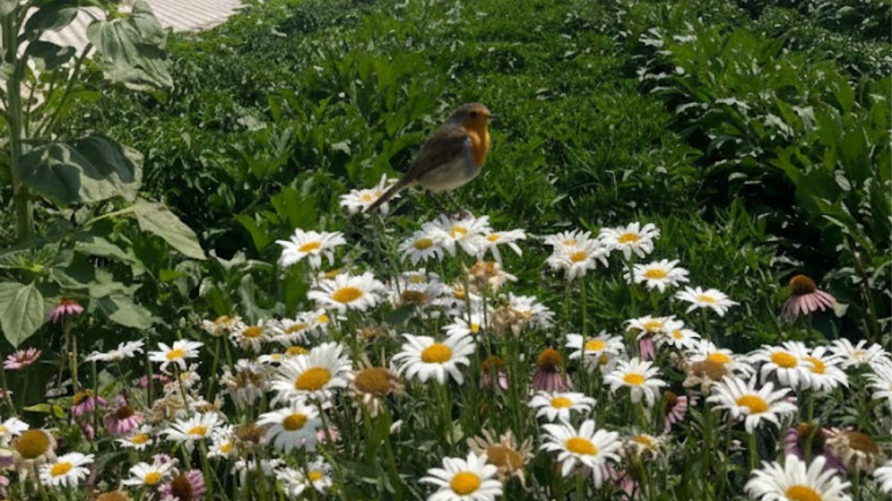 Kuşlar bu kokudan nefret ediyor! Kayseri’de bahçe sahipleri bu yöntemi konuşuyor