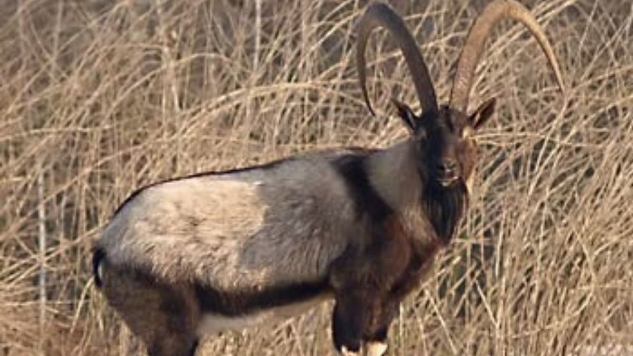 Kayseri’de Yaban Keçisi avlayan kişiye rekor ceza
