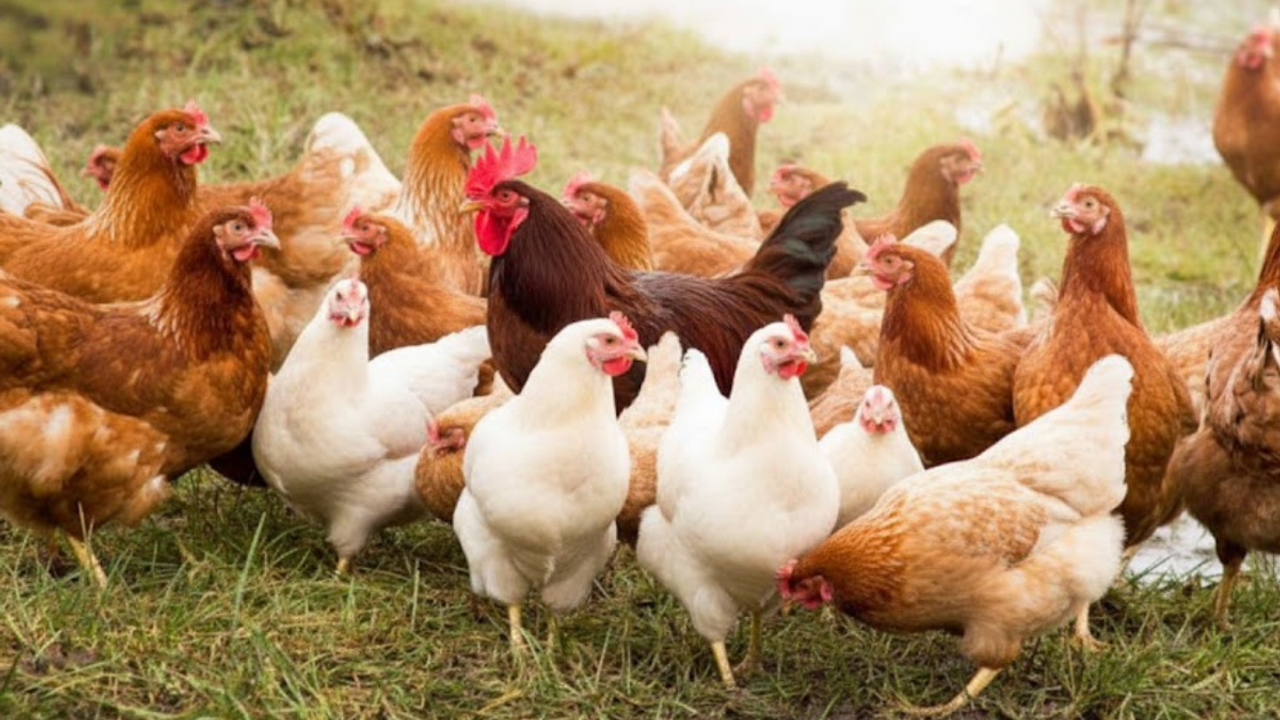 Kümes Hayvancılığında Ekim tablosu netleşti