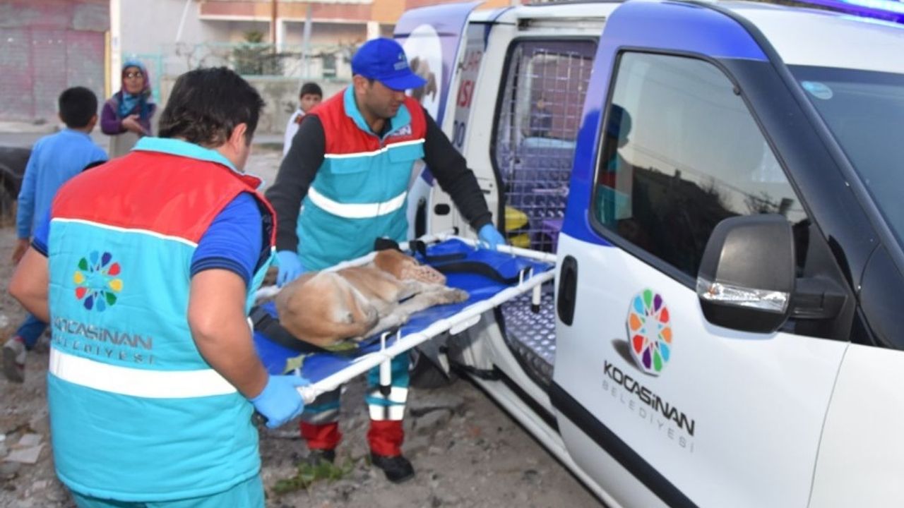 Küçük Dostlar ambulansı bu yıl binlerce hayvana umut diğer illere örnek oldu