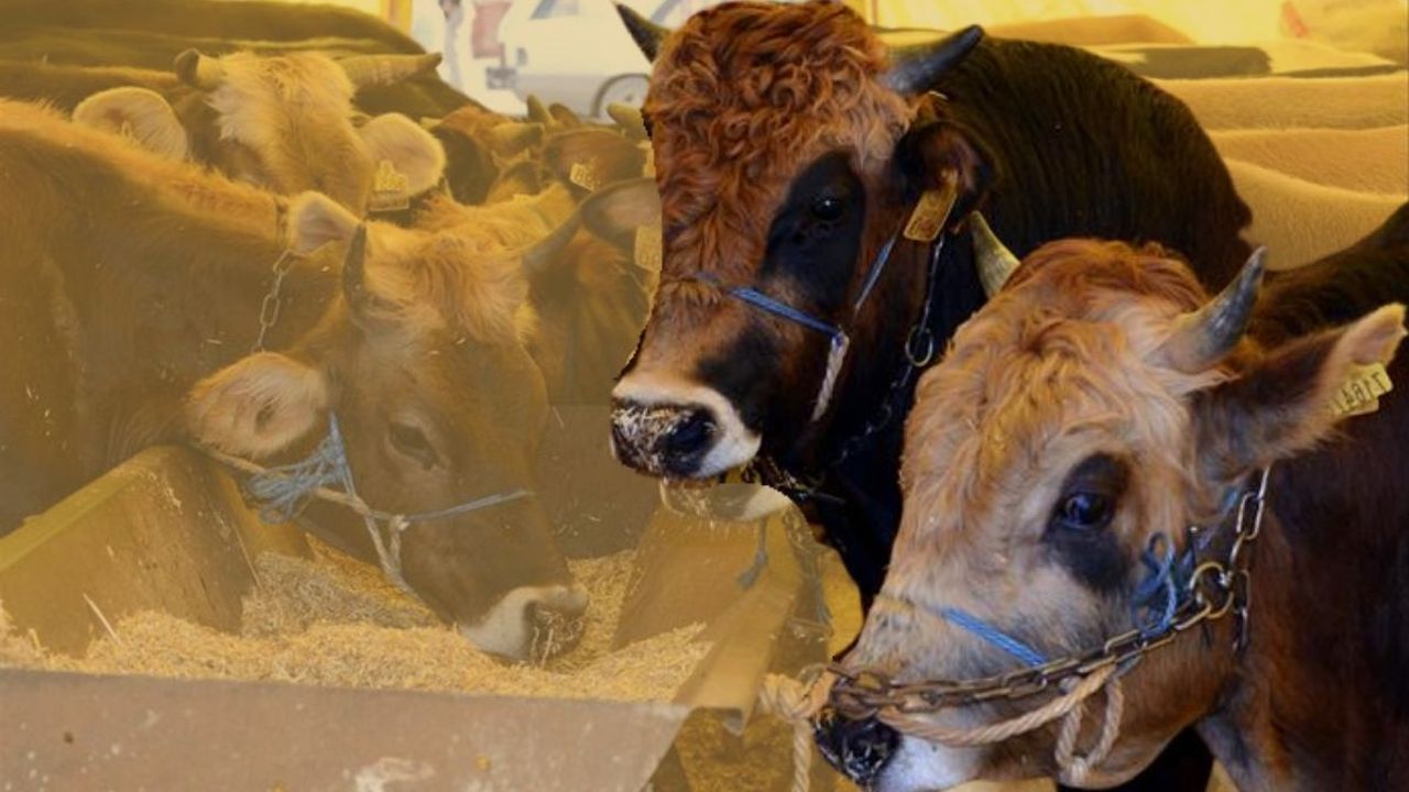 2026 besilik hayvan ithalatı başvuruları ne zaman başlayacak? Kayseri Tarım Orman İl Müdürlüğü duyurdu