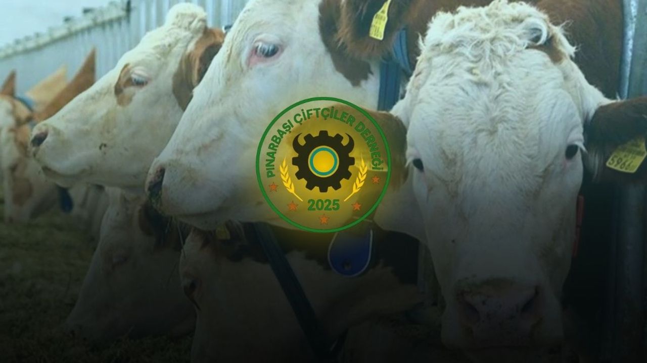 Besilik sığır ithalatı bugün başladı, Üyeler 3 bin TL ücreti haksız buldu