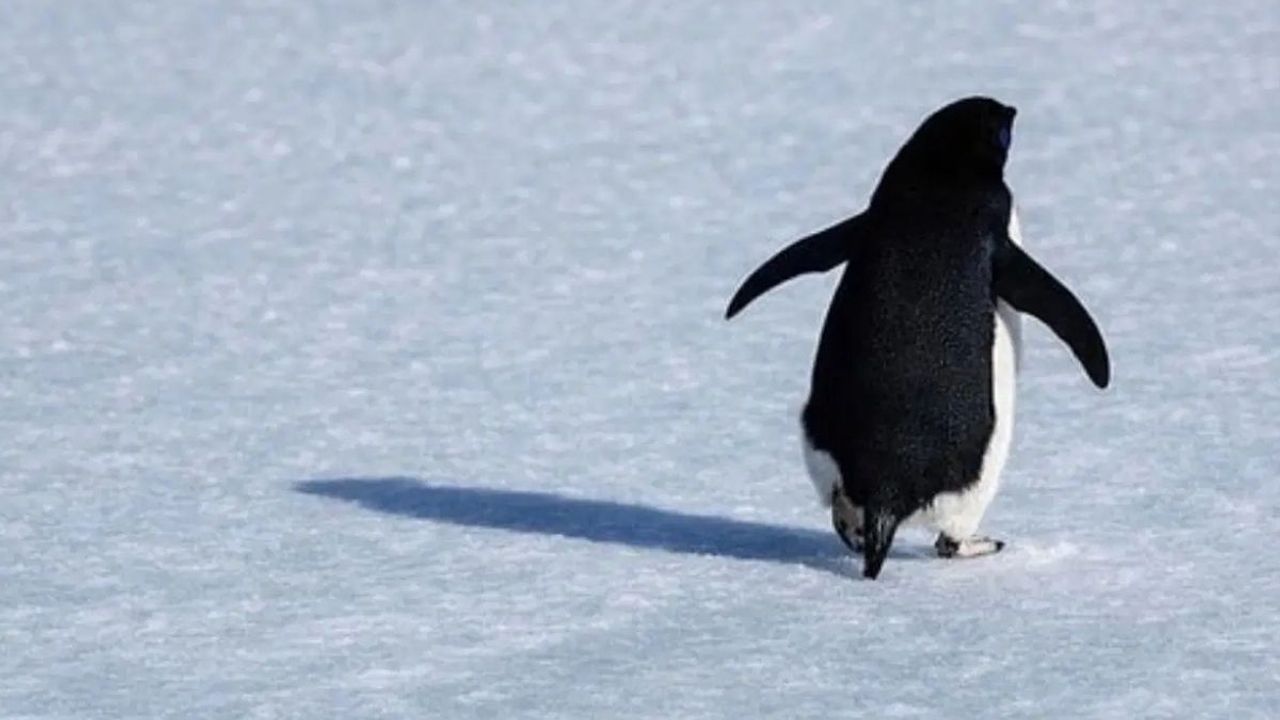 Kayıp penguen ‘’Buzullar bir yana, ticaret burada kaynıyor’’ deyip Kayseri’ye geldi