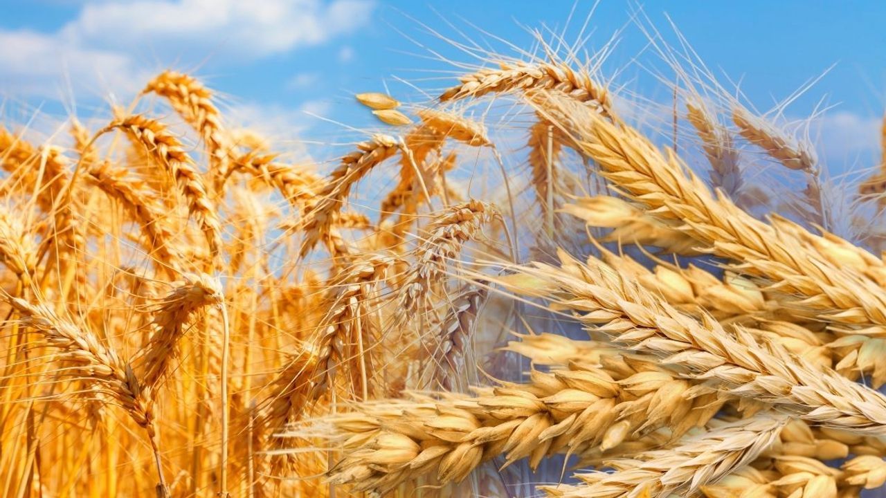 Kayserili çiftçiyi sevindiren haber! Kayseri İl Tarım destekleri açıkladı