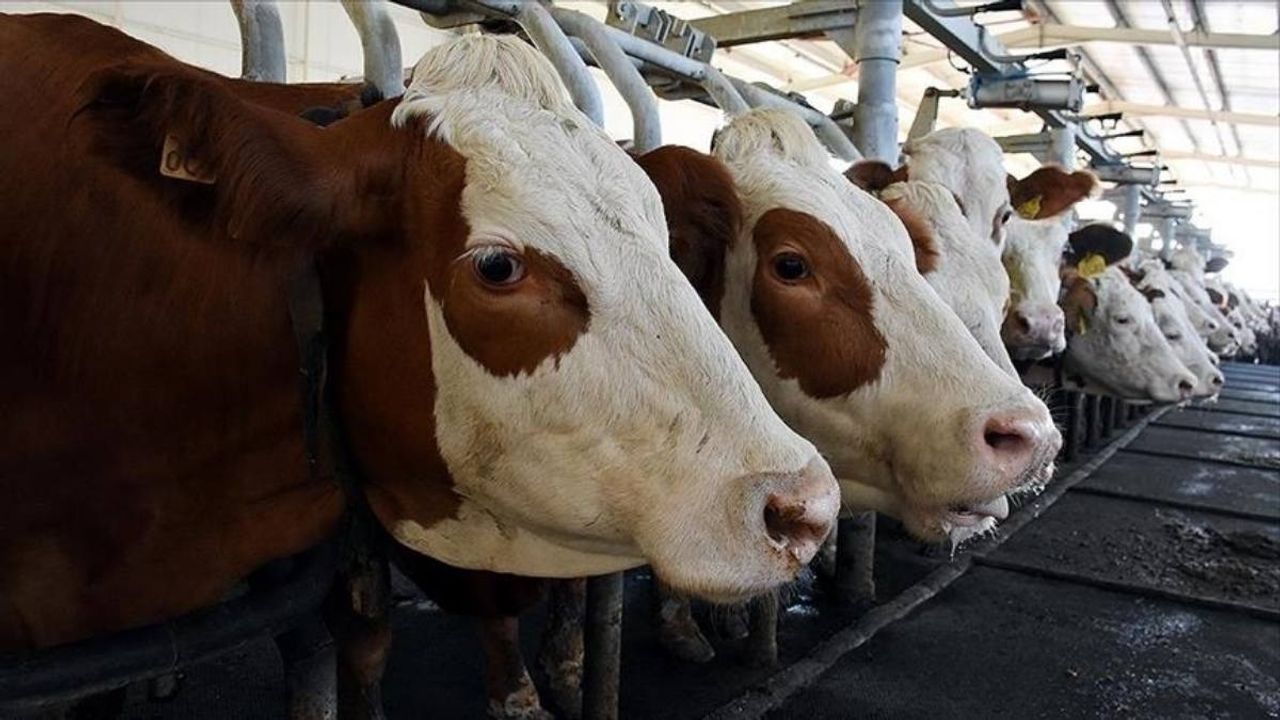 Süt sektöründe alarm: Toplanan inek sütünde sert düşüş yaşandı!