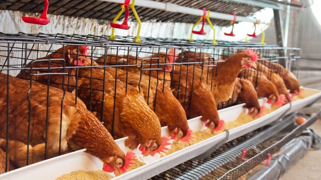 Türkiye’de tavuk eti üretimi arttı