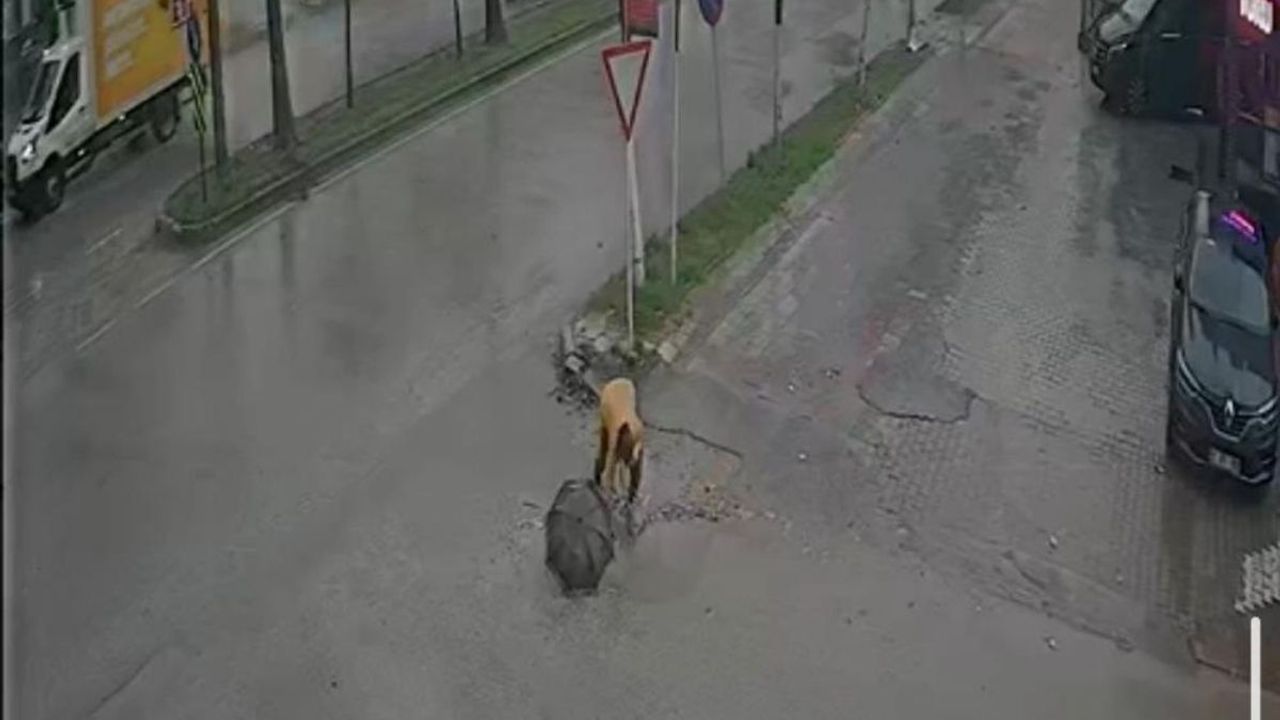 Adana’da çukura düşen kadın hastanelik oldu