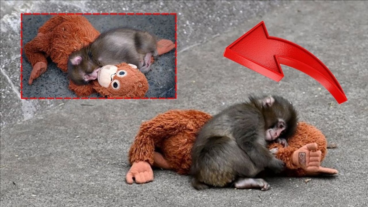 Dünyanın konuştuğu maymun Punch Türkiye’de satışa çıktı!