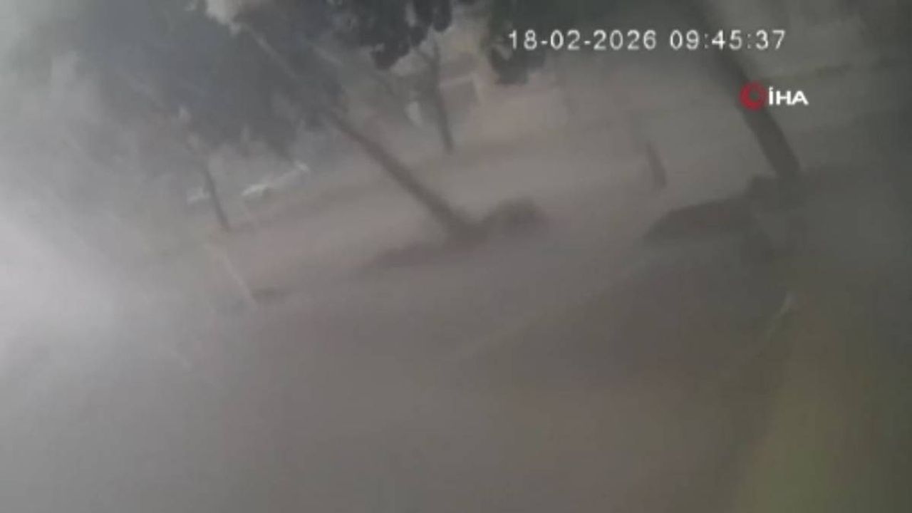 Fırtınaya dayanamayan ağaç kökünden söküldü