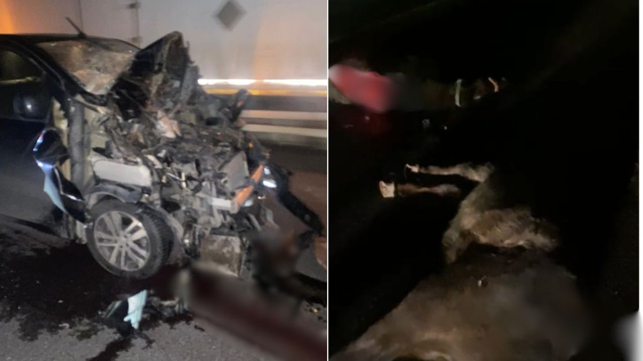 Kayseri İncesu yolunda gece yarısı kaza: Yola çıkan 3 at telef oldu!