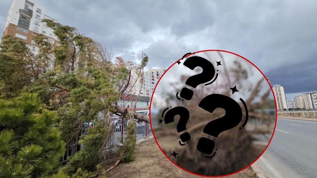 Kayseri'de şiddetli rüzgar ağacı kökünden söktü! Ekipler müdahale etti