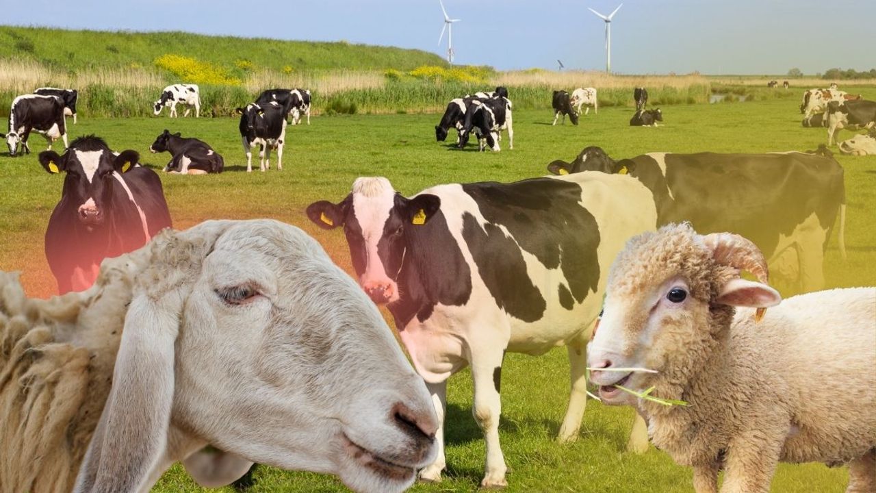 Türkiye'de hayvansal üretimde artış: TÜİK verileri açıklandı, Kayseri hayvancılıkta önemli rol oynuyor