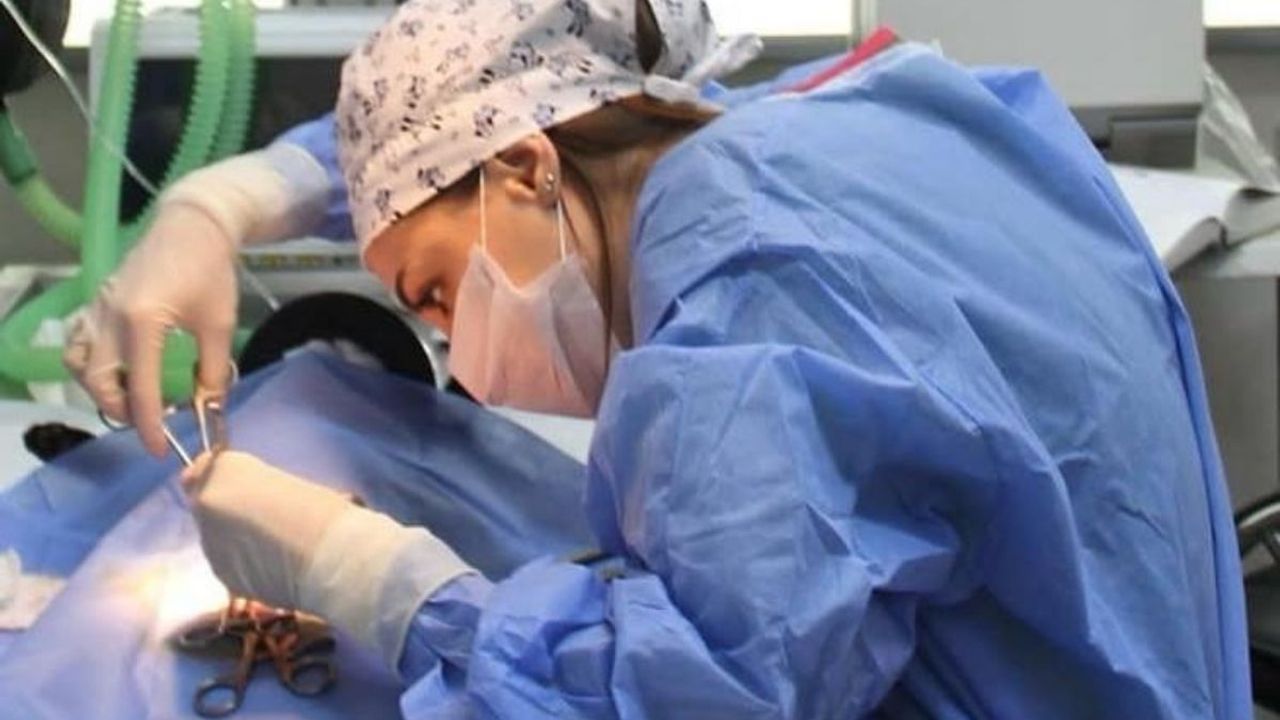 Midesine dikiş iğnesi kaçan ‘’Pamuk Kedi’’ Kayseri’de ameliyat oldu