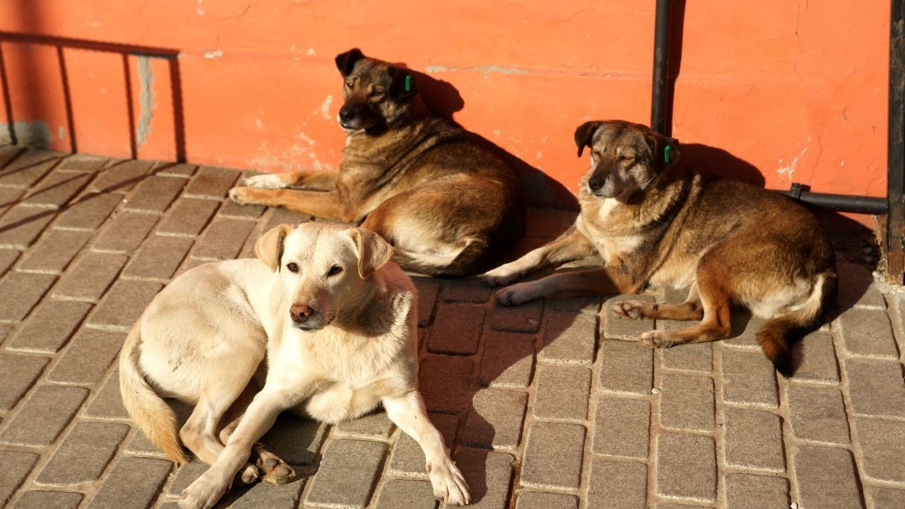 Kayseri’de Sokak Hayvanları yeterince düşünülüyor mu?