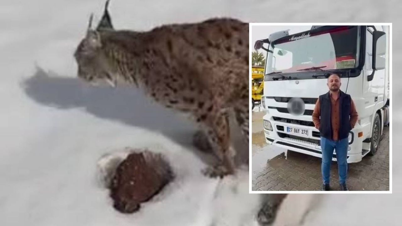 Yaralı Vaşağı fark eden tır şoförü ‘’İnsanlık ölmedi’’ dedirtti