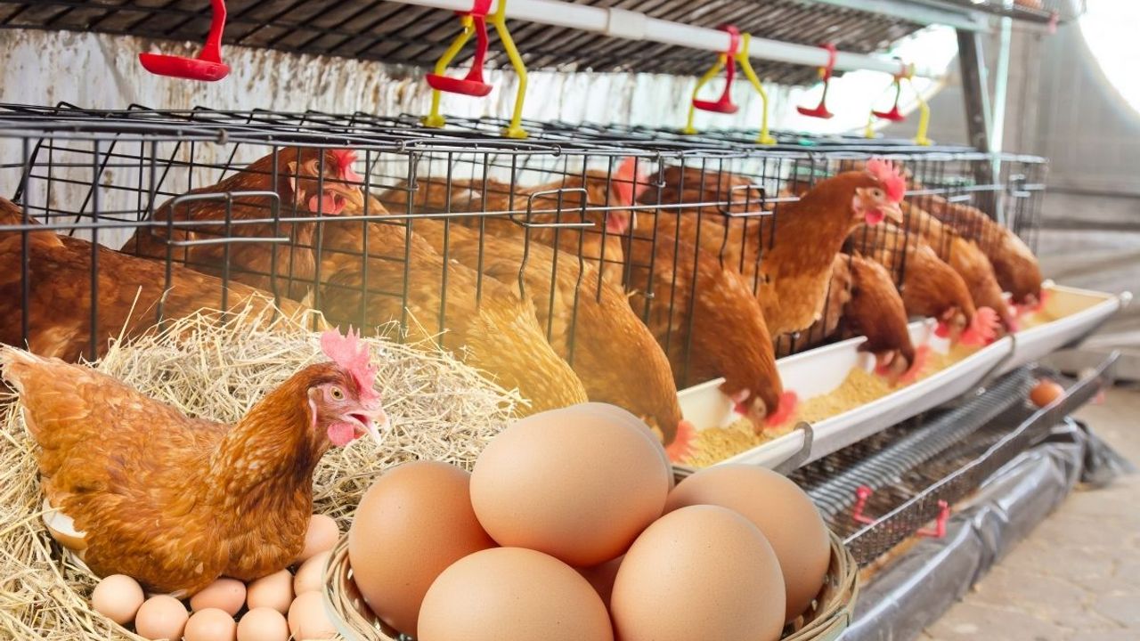 Resmi Gazete'de yayımlandı: Yumurtacı Kanatlı İşletmelerine yeni düzenlemeler geliyor