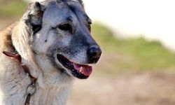 Cani adam kangal köpeklerini zincirle traktöre bağlayıp koşturdu! Olay cep telefonu kamerasına yansıdı