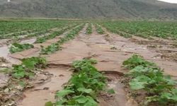 Nevşehir'de 140 bin dekar tarım arazisi zarar gördü