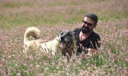 Kangal köpeklerini uluslararası festivale hazırlıyorlar