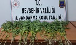 Çardak köyünde 81 kök Hint keneviri ele geçirildi