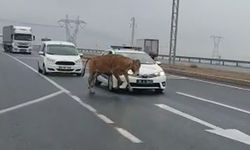 Yola çıkan başı boş dana, trafiği birbirine kattı