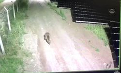 Yiyecek arayan ayılar güvenlik kamerasına yakalandı