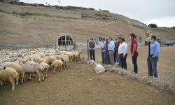 4 koyun ile başladı, 800 koyunu oldu