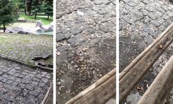 Normalleşme başladı, parklar yine pislik içerisinde bırakıldı