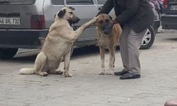 Yaşlı Adamın Sokak Köpekleriyle Anlaşması Dikkat Çekti