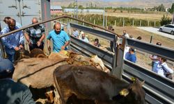 Suşehri'nde genç çiftçilere dana dağıtıldı